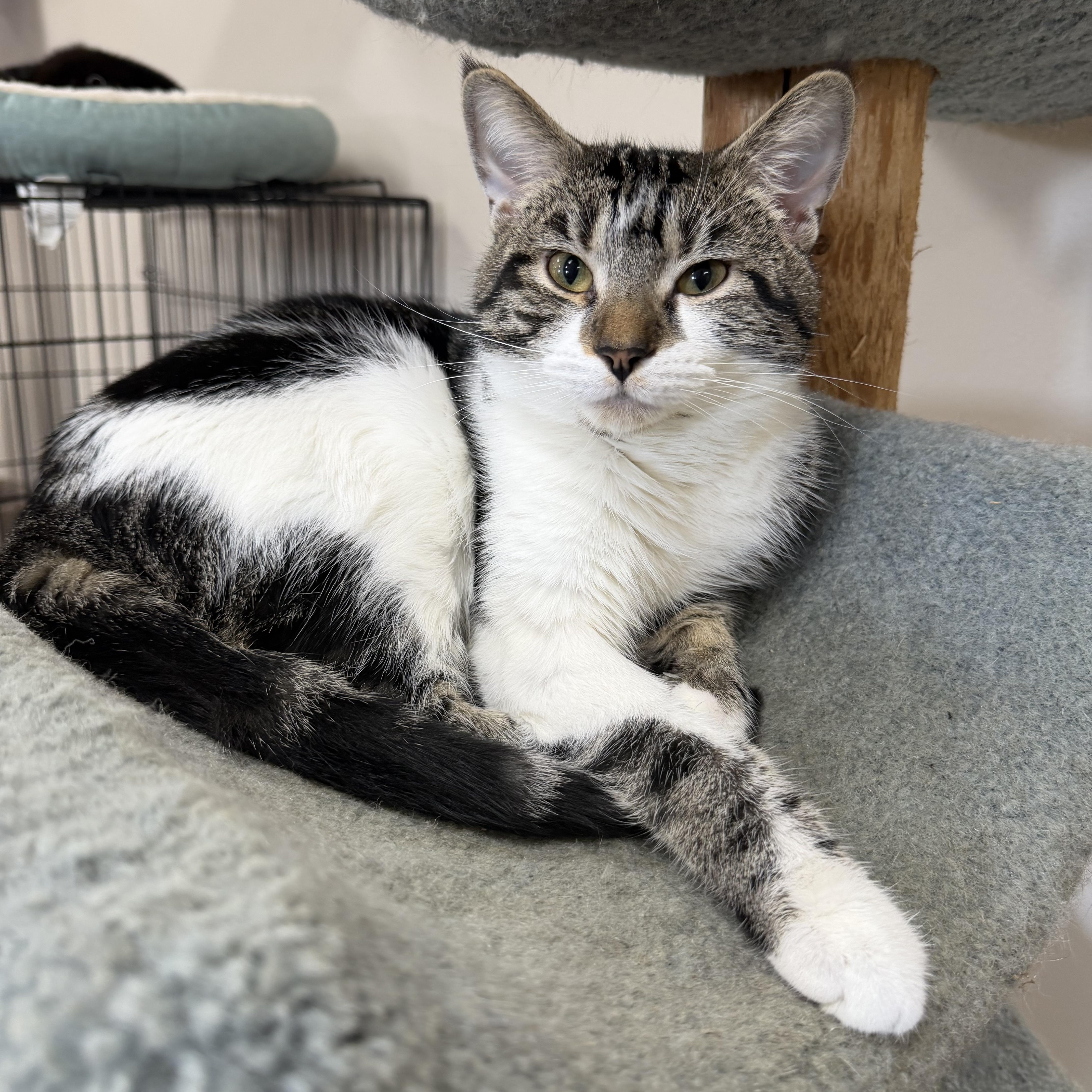 A young medium-sized male Tabby (Brown / Chocolate) Domestic Short Hair cat named Handsome for adoption in Toledo, OH