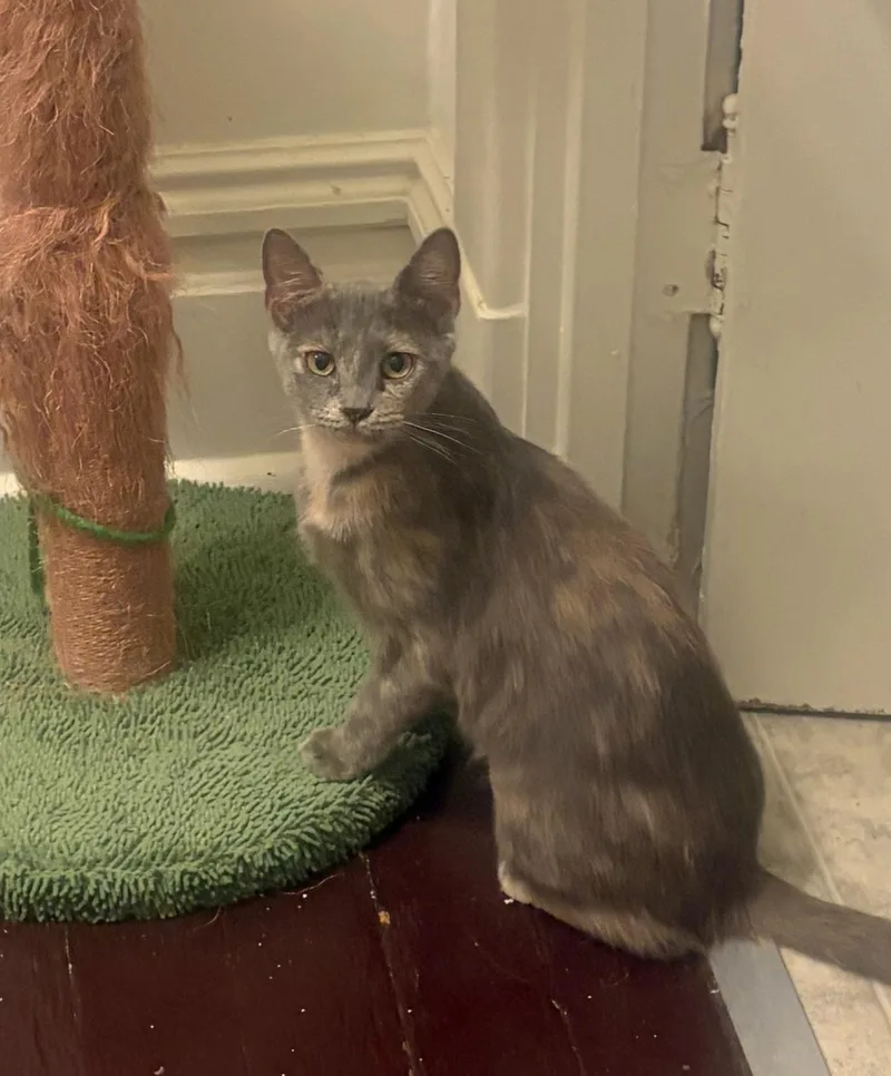 An adult medium-sized female Dilute Tortoiseshell cat named Blossom for adoption in Pittsburgh, PA