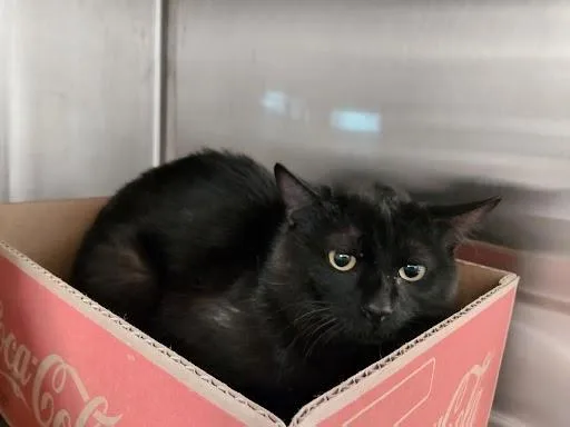 An adult medium-sized male Black Domestic Short Hair cat named Persimmon for adoption in Liberty, MO