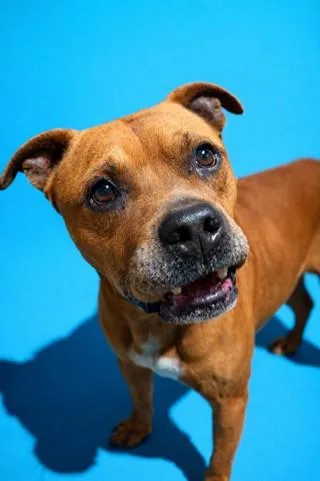 An adult large-sized male Mixed Breed dog named Nero for adoption in Jacksonville, FL