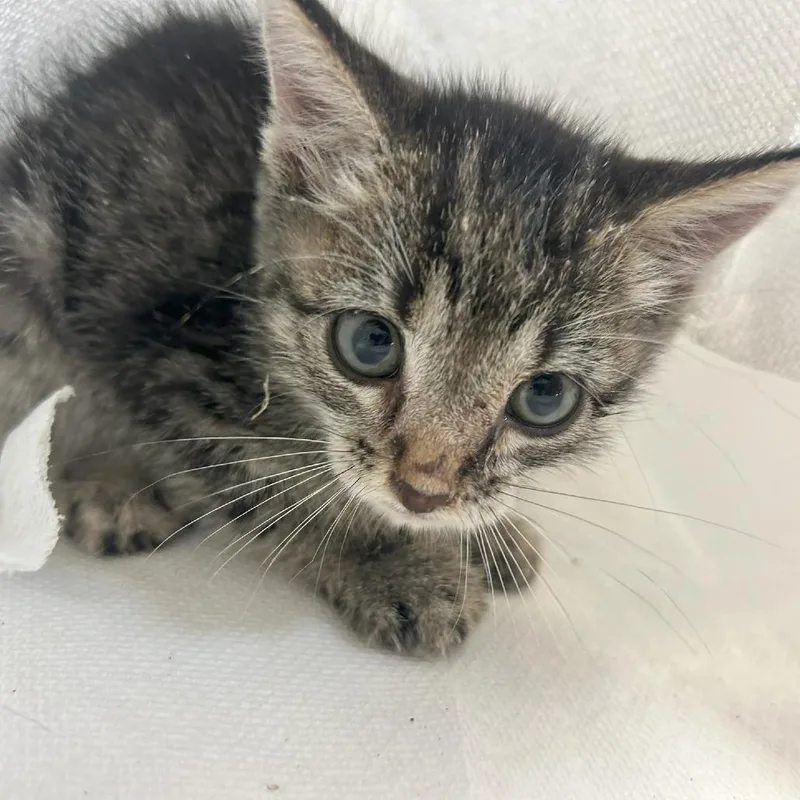 A baby small-sized female Domestic Short Hair cat named Dora for adoption in Lufkin, TX