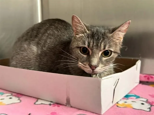 A young medium-sized female Domestic Short Hair cat named Sam for adoption in Dallas, TX