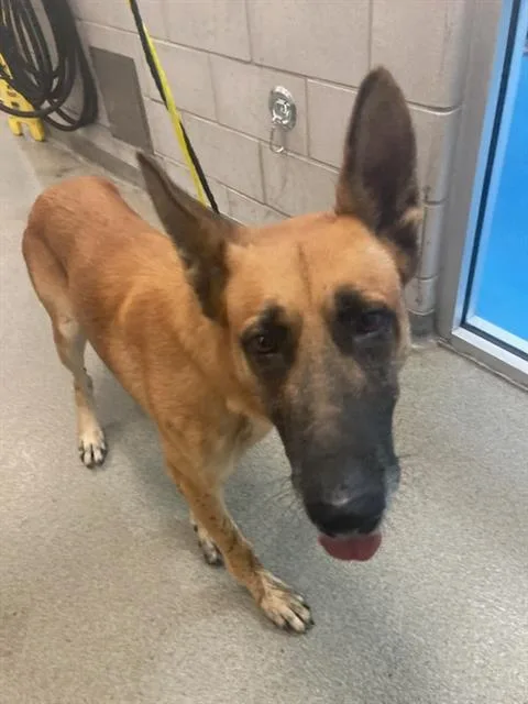 An adult extra large-sized male German Shepherd Dog dog named Connor for adoption in Dallas, TX