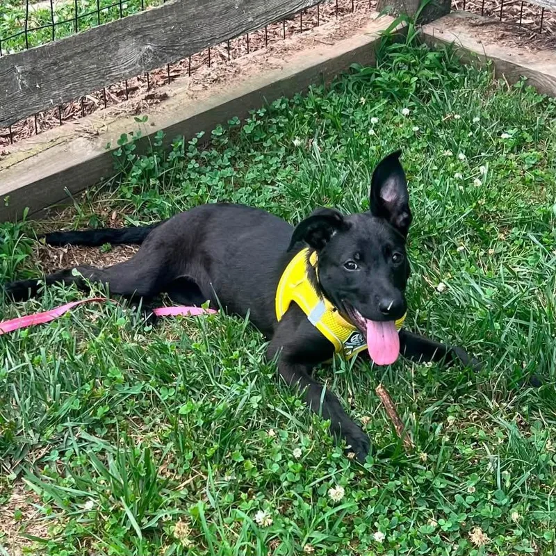 A baby medium-sized female Black Labrador Retriever dog named Bubbles for adoption in Avondale, PA