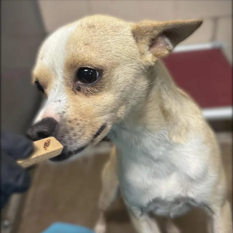 An adult small-sized male Yellow / Tan / Blond / Fawn Chihuahua dog named Twitch for adoption in Redmond, WA