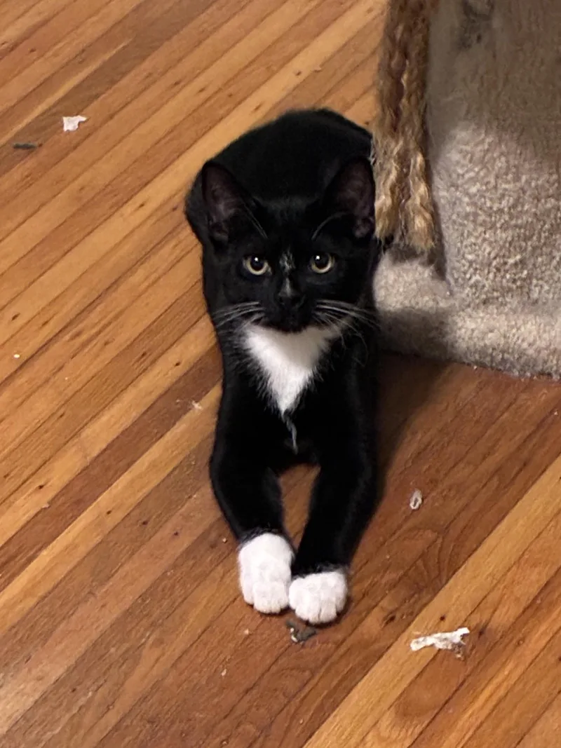 A young medium-sized male Black & White / Tuxedo Domestic Short Hair cat named Kelvin for adoption in Penfield, NY