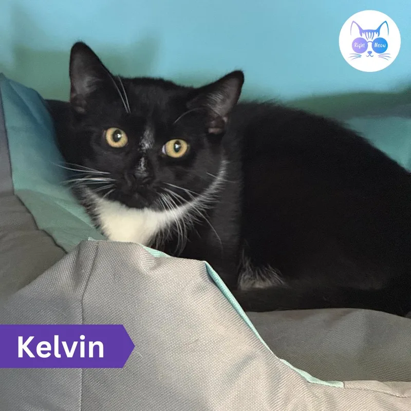 Kelvin thumbnail 3