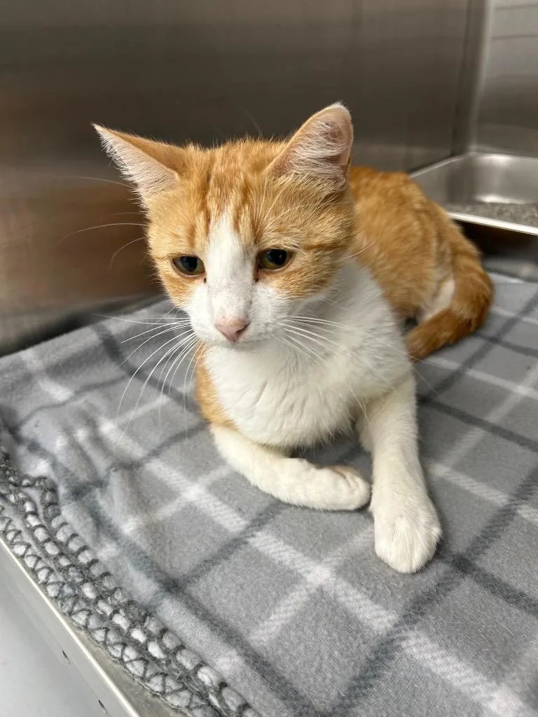A young small-sized female Domestic Short Hair cat named Madison for adoption in Hartsville, SC