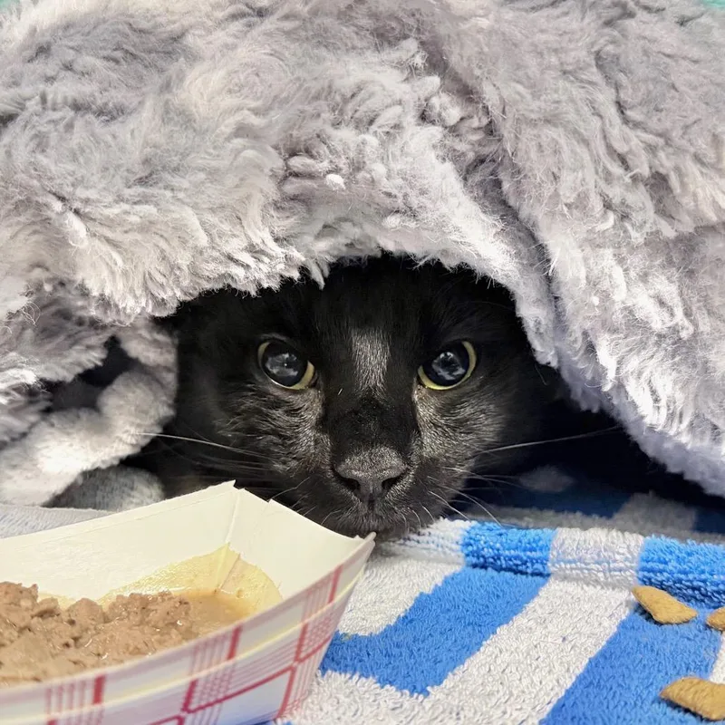 An adult large-sized male Black Domestic Short Hair cat named Cosmo for adoption in Springfield, MA