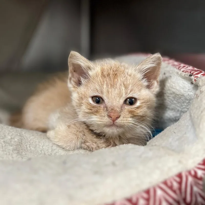 A baby small-sized female Buff / Tan / Fawn Domestic Short Hair cat named Frida for adoption in Nashville, IN