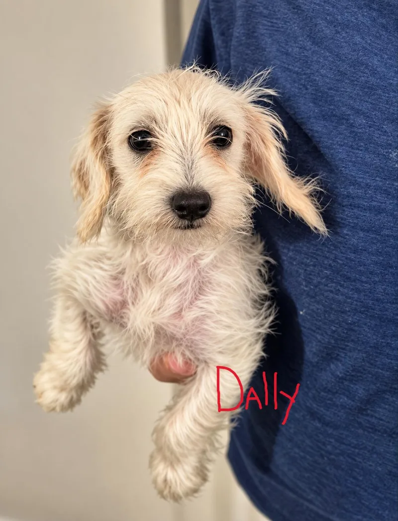 A baby small-sized male Maltese dog named Dilly and Dally for adoption in Media, PA