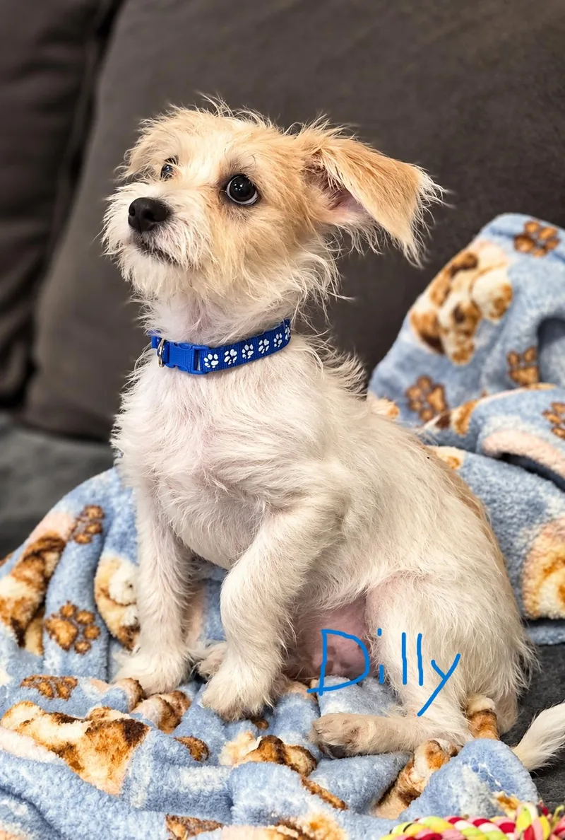 Dilly and Dally thumbnail 3