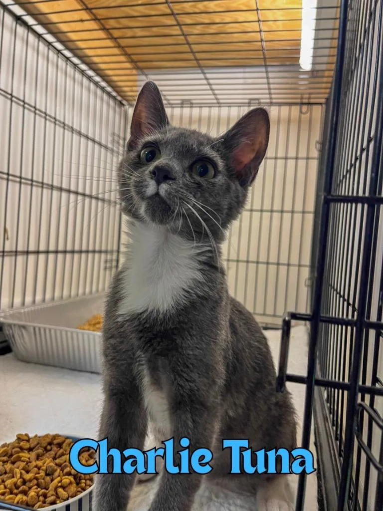 A baby medium-sized male Domestic Short Hair cat named Charlie Tuna for adoption in Rome, GA