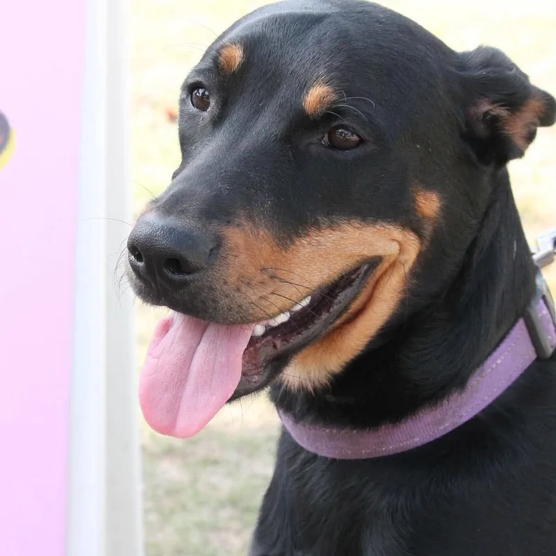 A young large-sized female Doberman Pinscher dog named Wilma for adoption in Yukon, OK