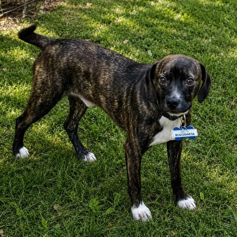 An adult small-sized male Brindle Feist dog named Bolognese for adoption in Wake Forest, NC