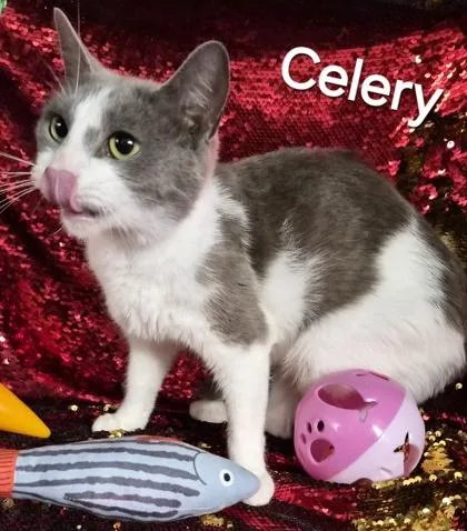 A young small-sized female Domestic Short Hair cat named Celery for adoption in Conway, SC