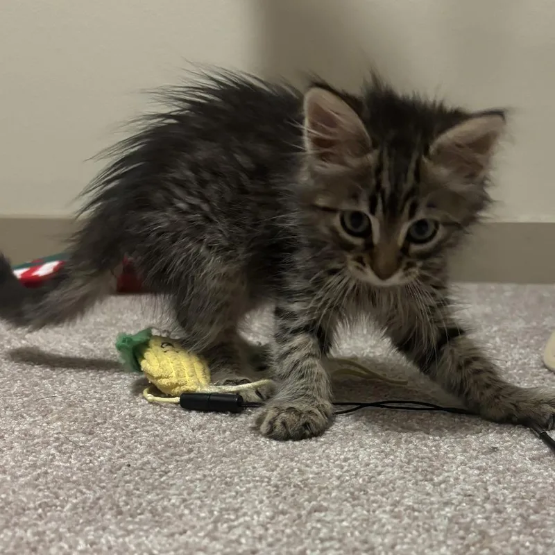 A baby small-sized female Brown / Chocolate Domestic Long Hair cat named Pepper for adoption in Pleasanton, CA