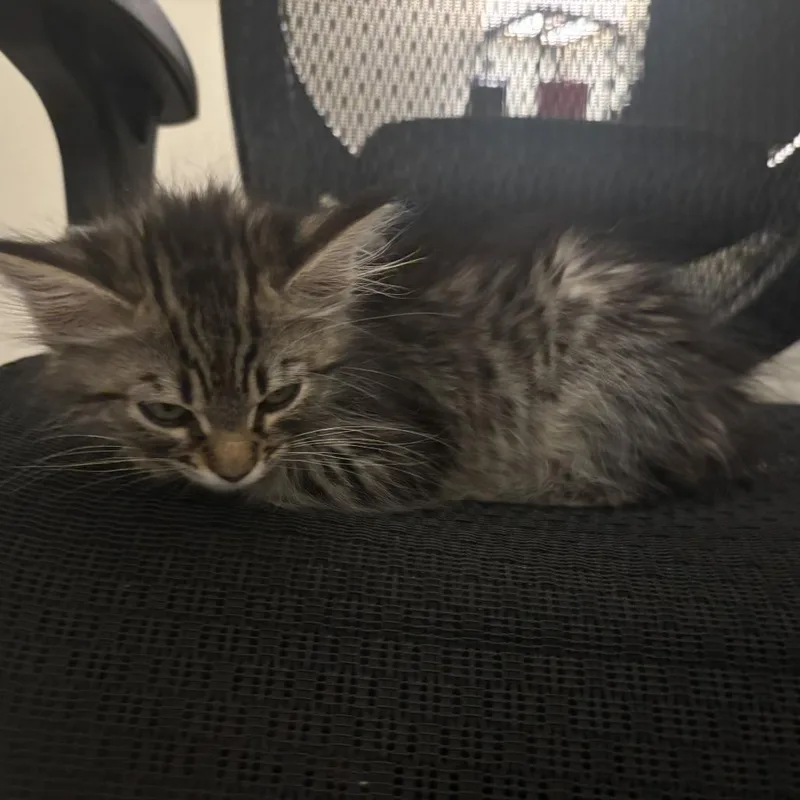 Pepper thumbnail 4