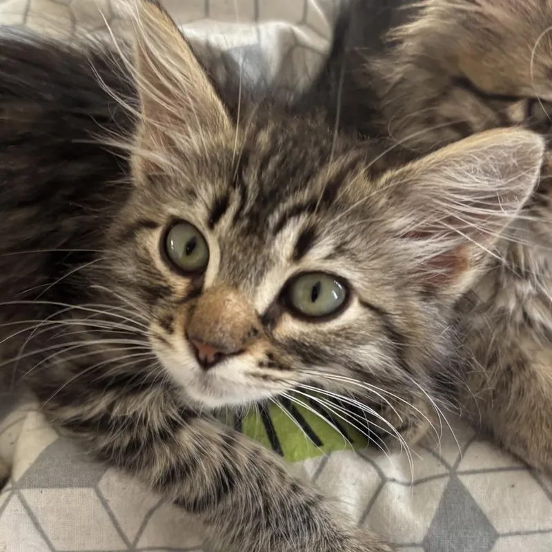 Pepper thumbnail 5