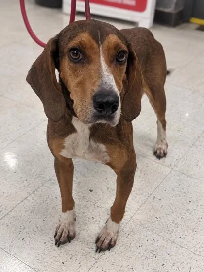 An adult medium-sized female Hound dog named Sarabi for adoption in Gulfport, MS