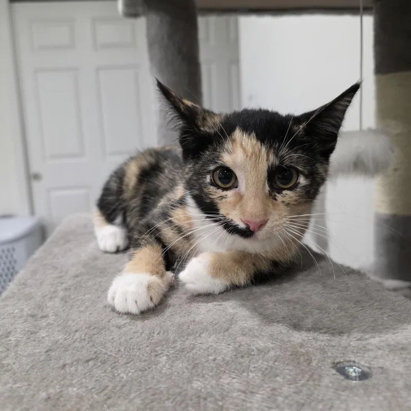 A baby medium-sized female Calico cat named Remi for adoption in Moriches, NY