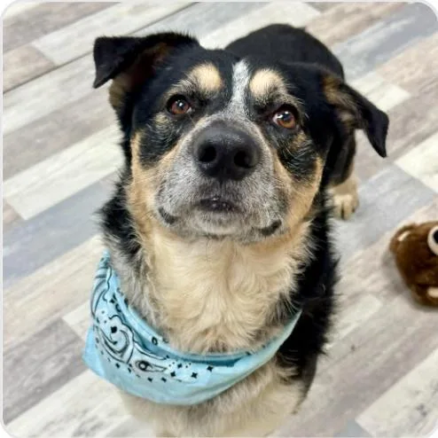 An adult medium-sized male Black Australian Cattle Dog / Blue Heeler dog named Professor Plum for adoption in Austin, TX