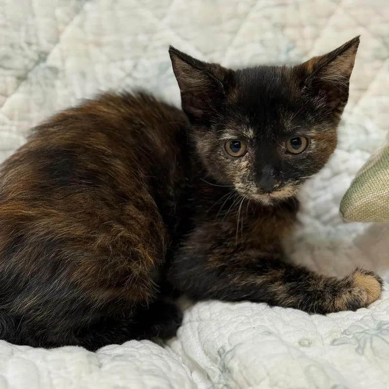 A baby small-sized female Gray / Blue / Silver Domestic Short Hair cat named Dusk W Dawn for adoption in Flagstaff, AZ