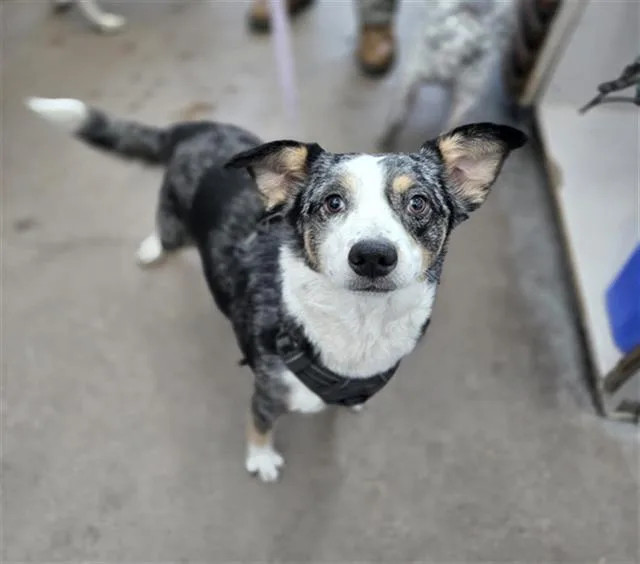 A young medium-sized female Mixed Breed dog named Luna for adoption in Dallas, TX