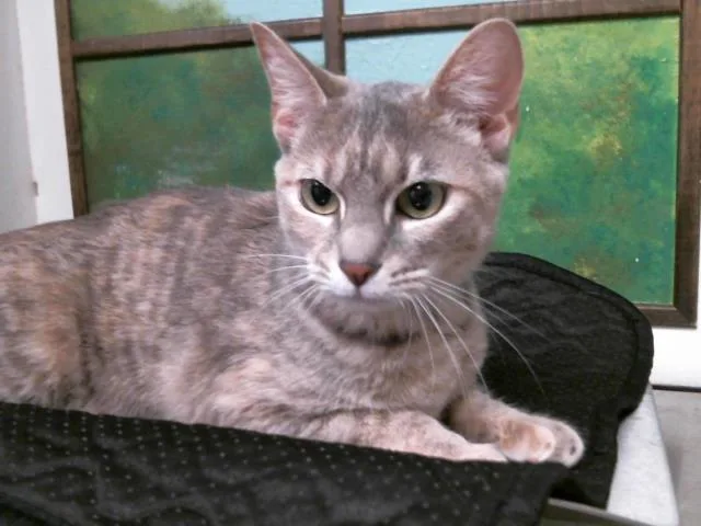 A young medium-sized female Domestic Short Hair cat named Zelda for adoption in Houston, TX