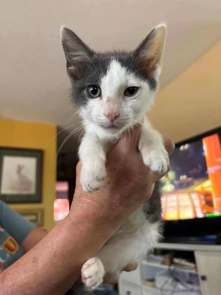 A baby medium-sized male Domestic Short Hair cat named Billy for adoption in Mountain Home, AR
