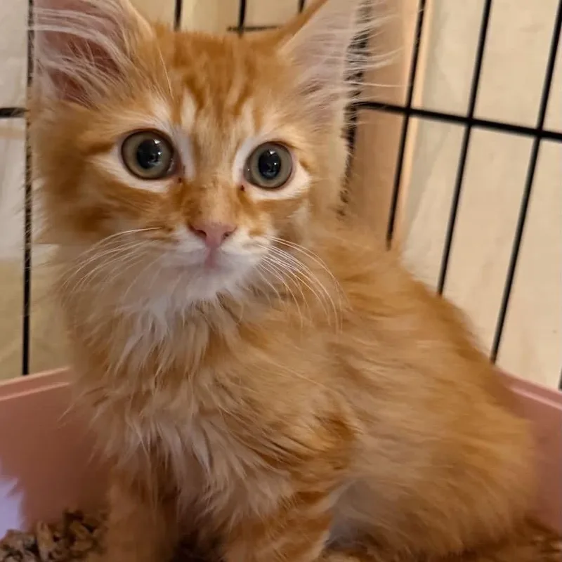 A baby small-sized male Orange / Red Domestic Long Hair cat named Symba for adoption in Long Island City, NY