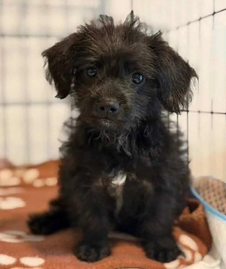 A baby medium-sized male Poodle dog named Pips for adoption in Bloomfield, CT