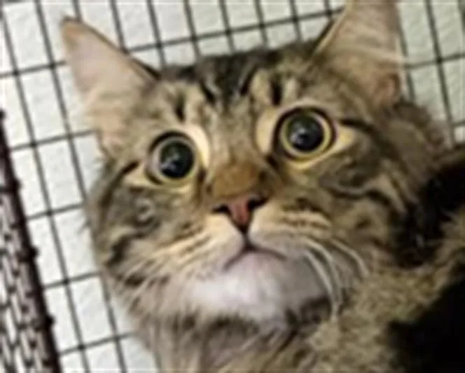 A young small-sized male Domestic Short Hair cat named Bear for adoption in Los Angeles, CA