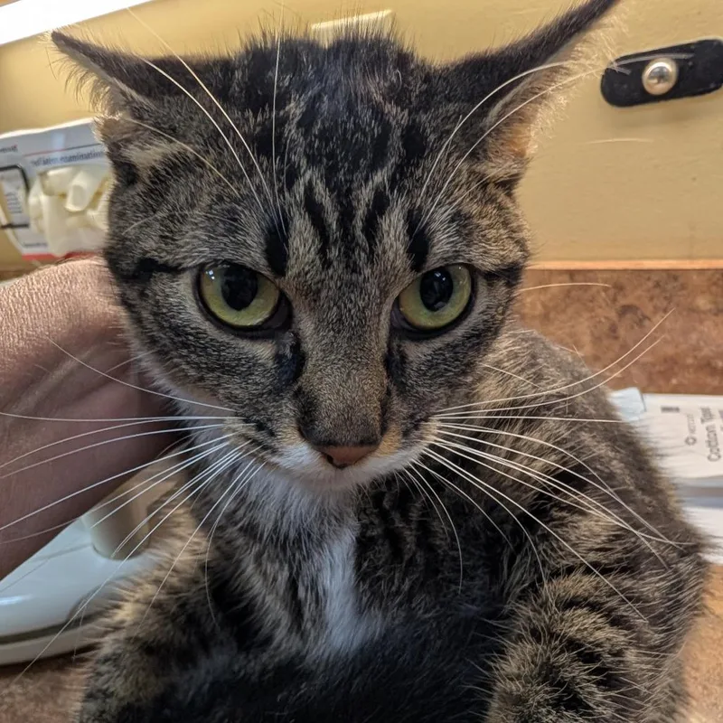 A young small-sized female Brown / Chocolate Domestic Short Hair cat named Xena for adoption in New York, NY