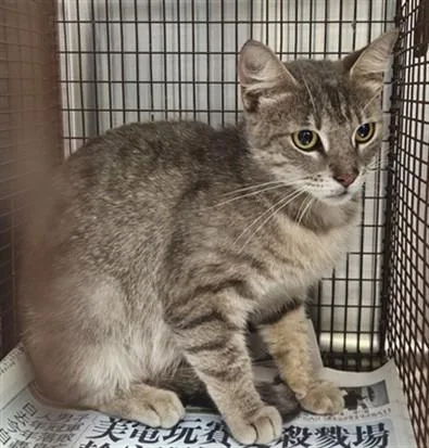 A young medium-sized female Domestic Short Hair cat named Azalia for adoption in Los Angeles, CA