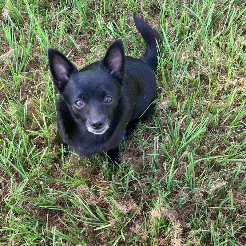 A young small-sized female Schipperke dog named Bailey for adoption in Douglas, GA