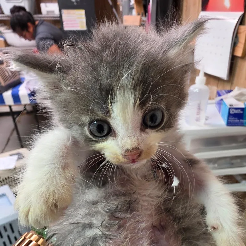 A baby small-sized female Gray / Blue / Silver Domestic Short Hair cat named Gizmo for adoption in Leander, TX