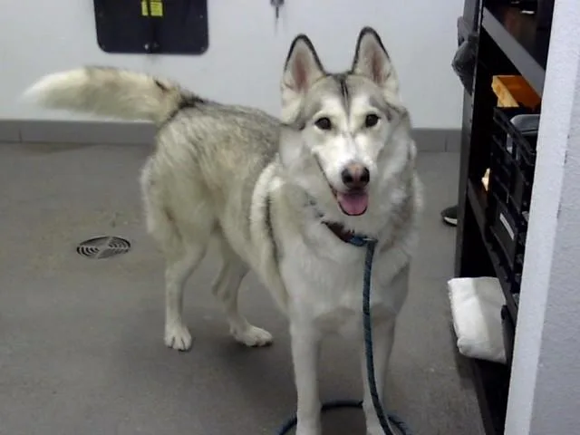An adult large-sized male Siberian Husky dog named Bandit for adoption in Mesa, AZ