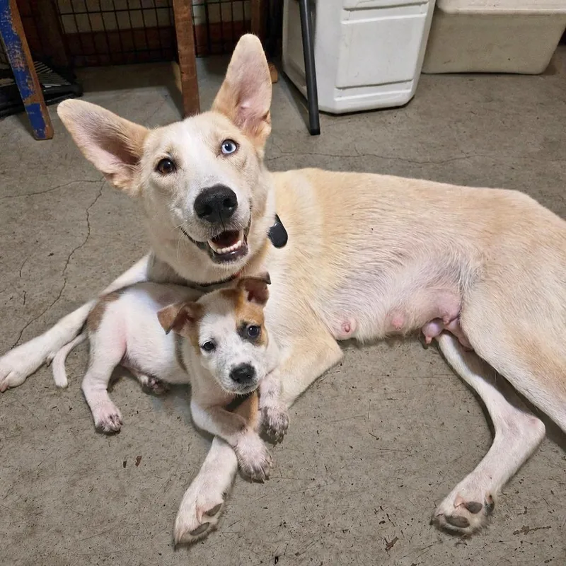 An adult medium-sized female White / Cream Husky dog named Erin for adoption in Flower Mound, TX