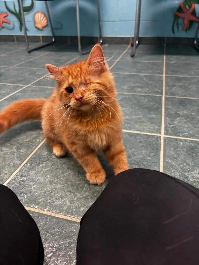 A baby small-sized male Domestic Short Hair cat named Heath for adoption in Lima, OH