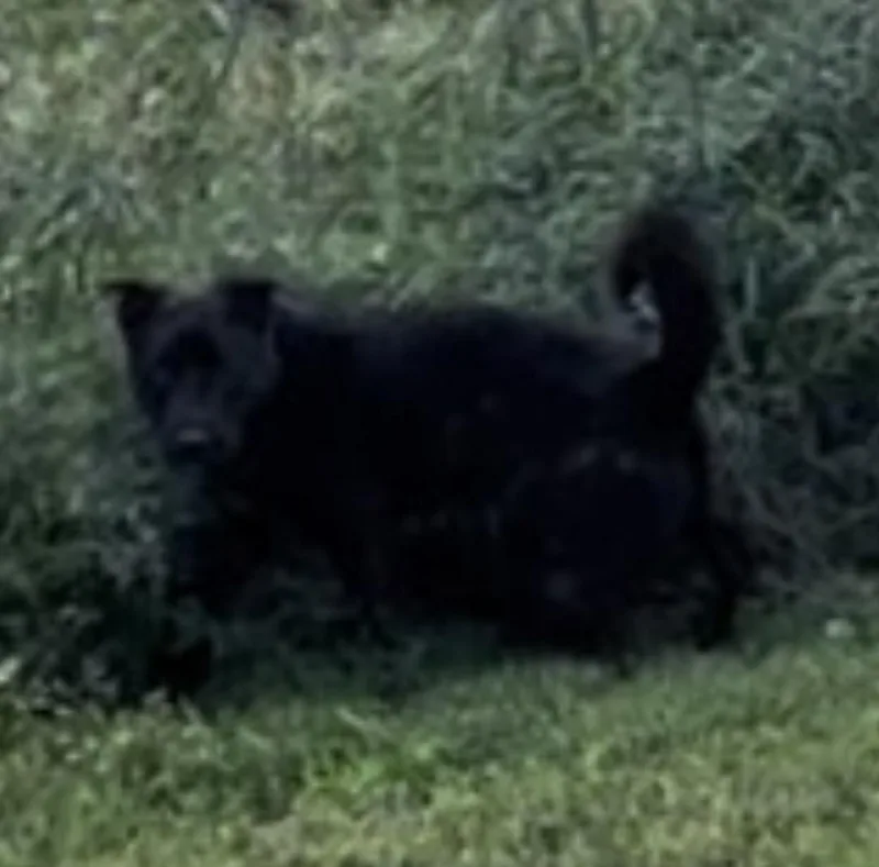 An adult medium-sized male Black Mixed Breed dog named Fozzy for adoption in Belleville, IL