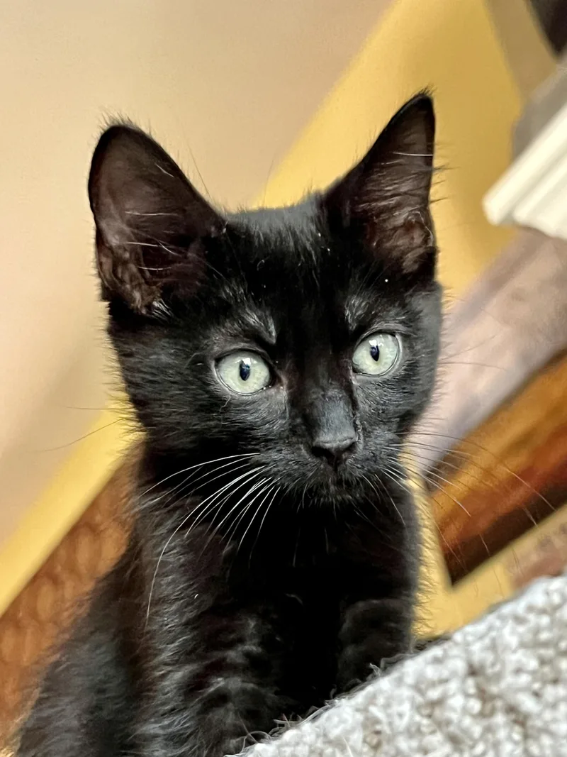 Bowie