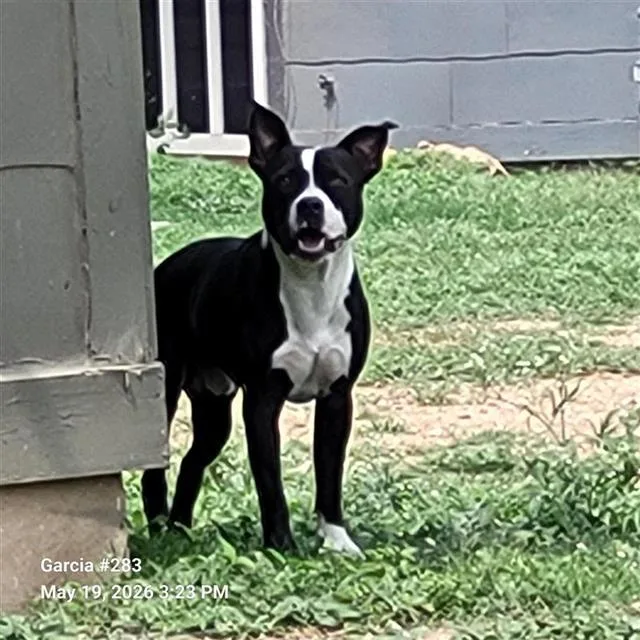 A young medium-sized male American Staffordshire Terrier dog named A for adoption in San Antonio, TX