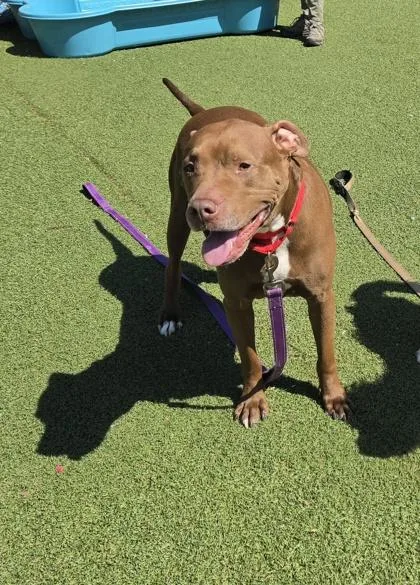 An adult medium-sized male Mixed Breed dog named Rosco for adoption in West Chester, PA