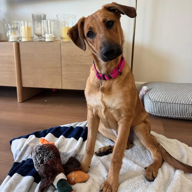 A young medium-sized female Red / Chestnut / Orange Labrador Retriever dog named Nellie for adoption in North Hollywood, CA
