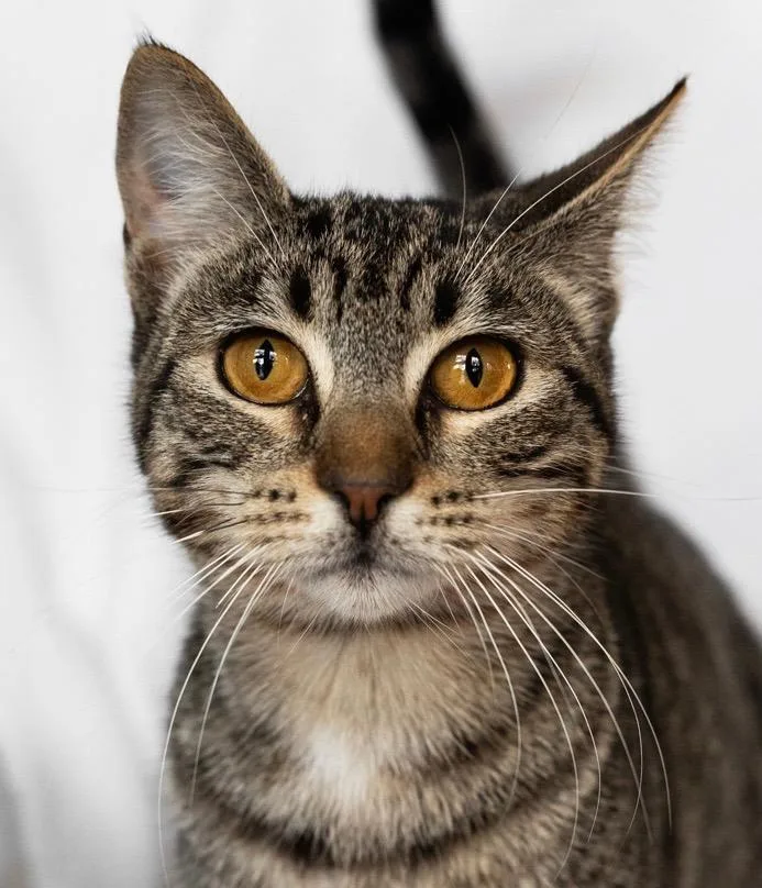Nala