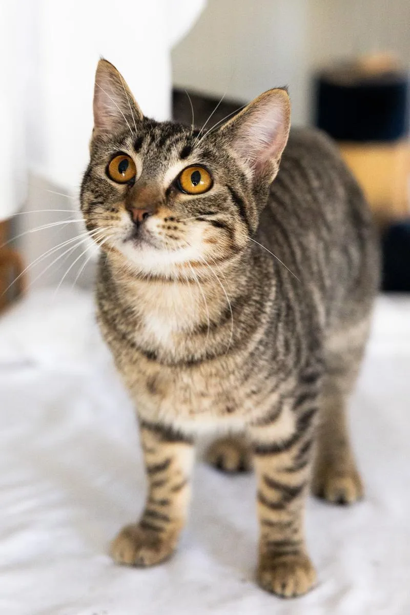 Nala thumbnail 3