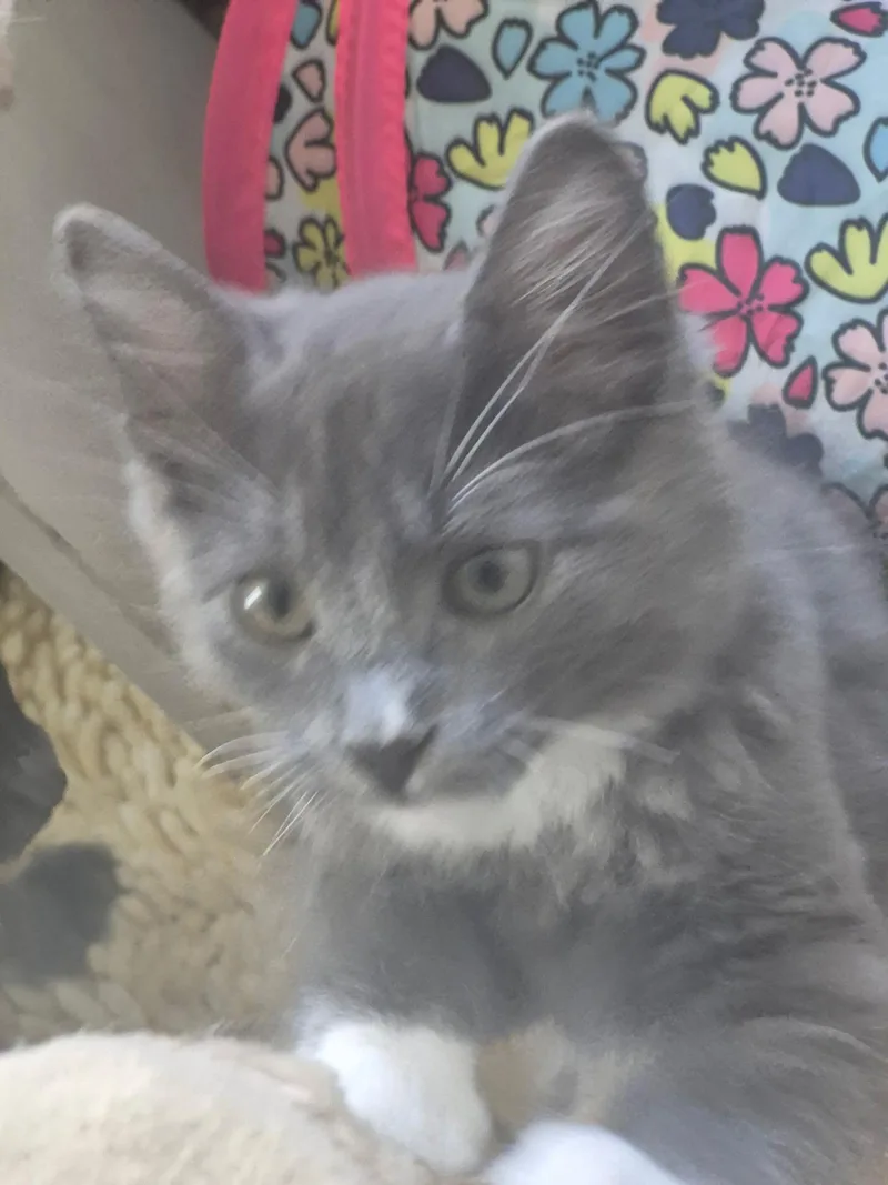 A baby medium-sized female Gray & White Domestic Short Hair cat named Matilda for adoption in San Jose, CA