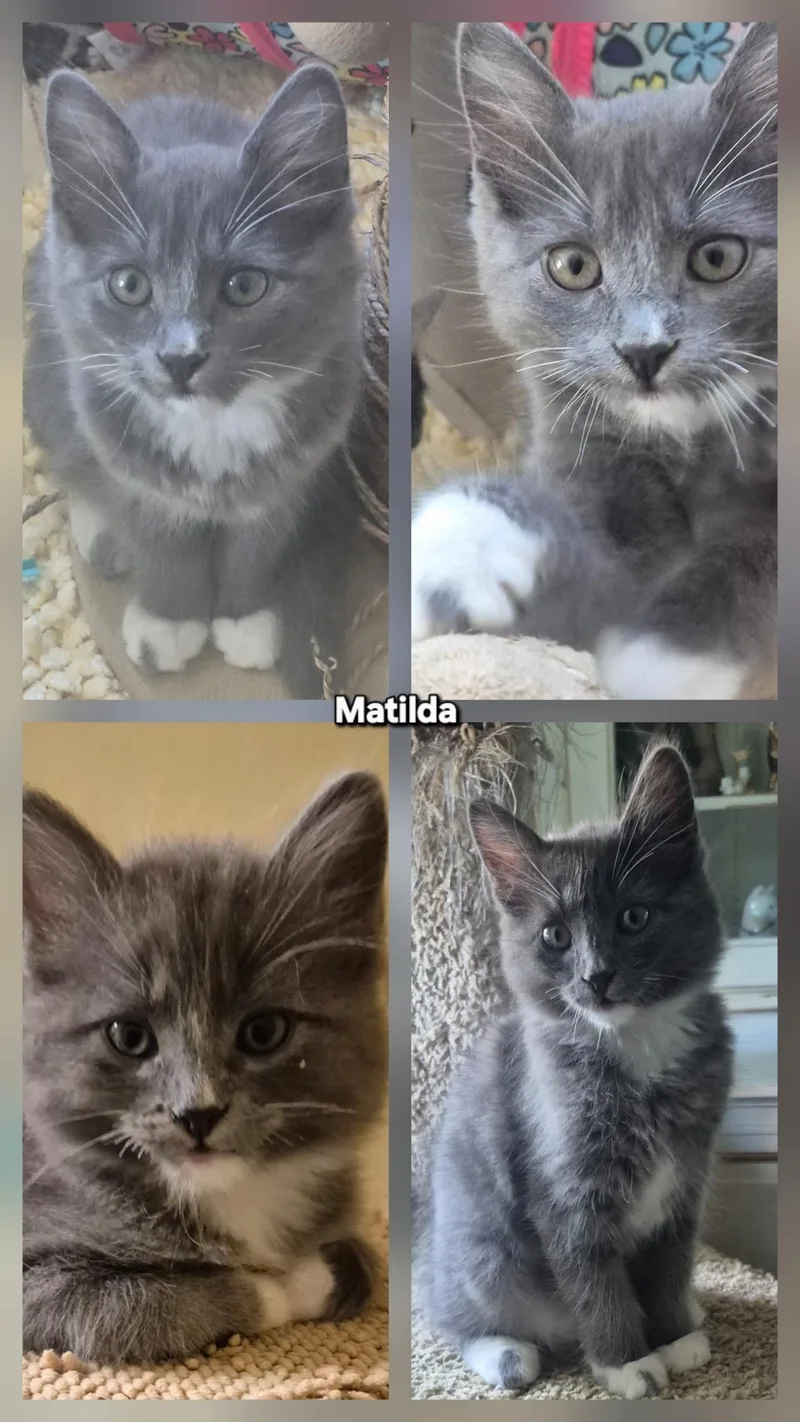 Matilda thumbnail 2