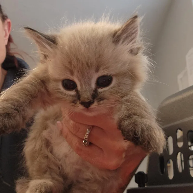 A baby small-sized female Domestic Long Hair cat named Cashmere for adoption in Talent, OR